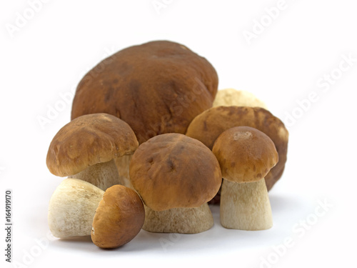 Steinpilze, Boletus, Ceps, Mushrooms