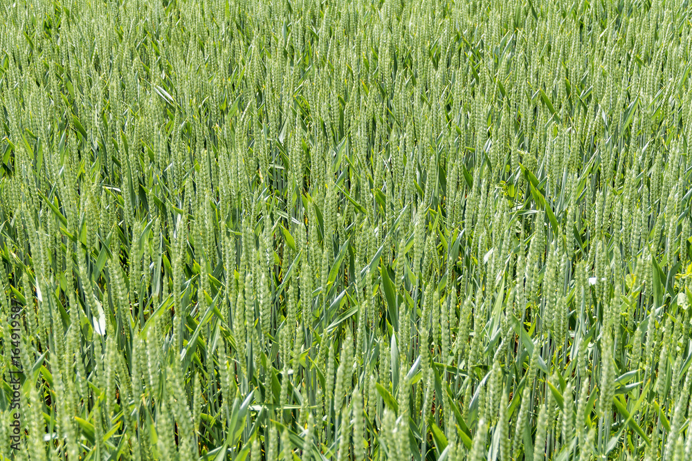 full frame cornfield closeup full frame cornfield closeup
