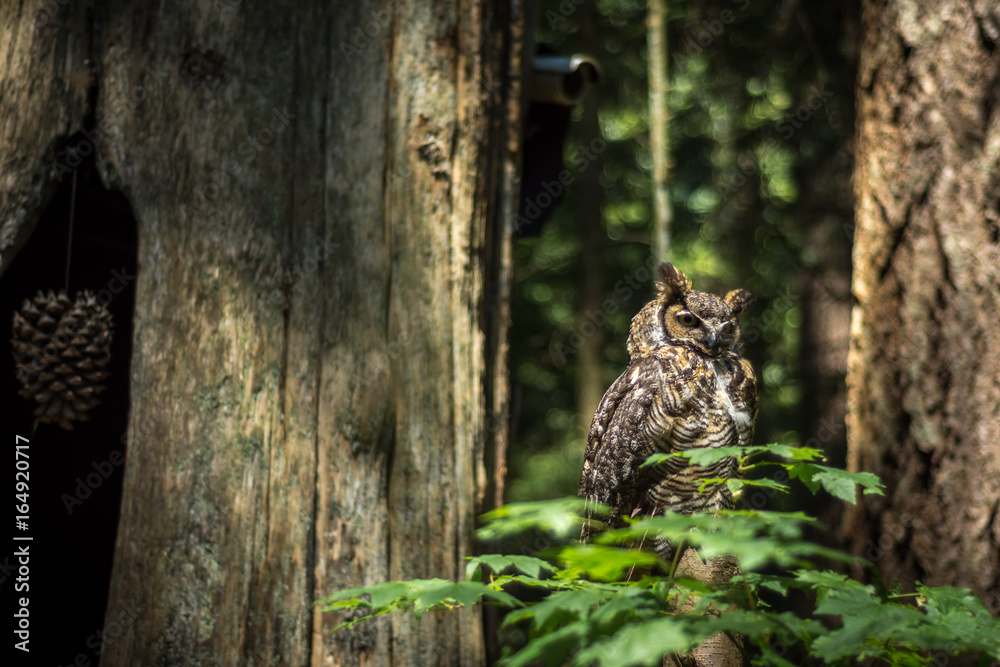 Owl in Canadian rainforest Owl in Canadian rainforest