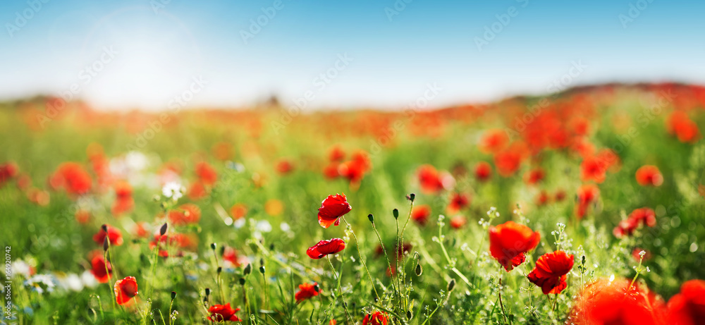 Obraz premium Beautiful poppy flowers on the field at sunset