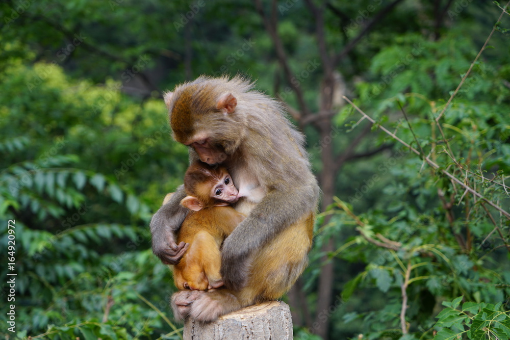 baby mokey and his mother baby mokey and his mother