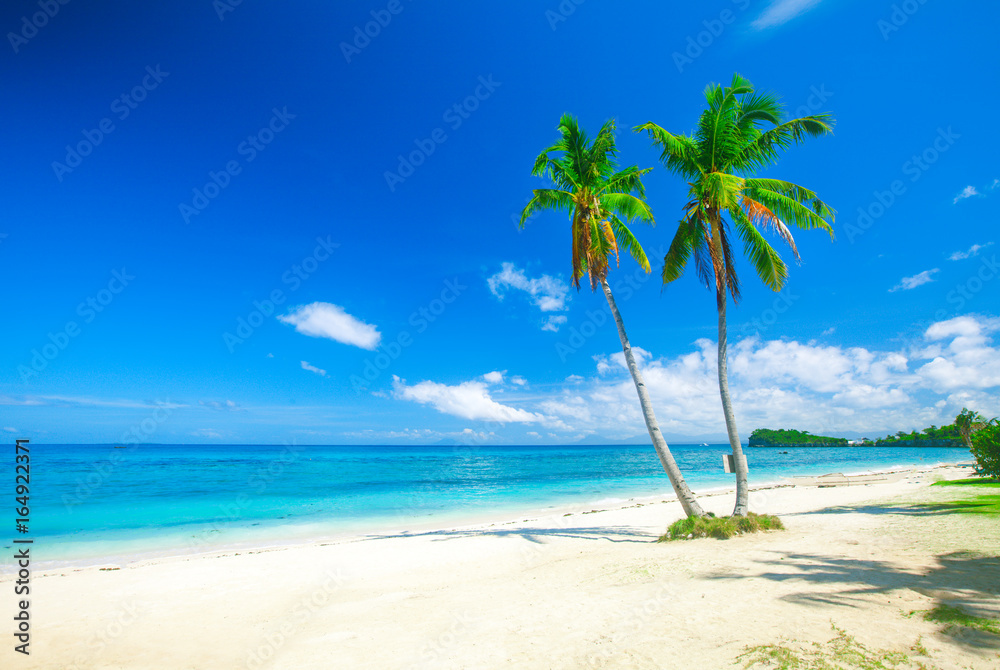 Obraz premium tropical beach with coconut palm