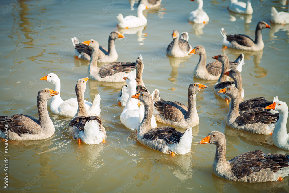 Obraz premium A group of geese on the poultry farm.