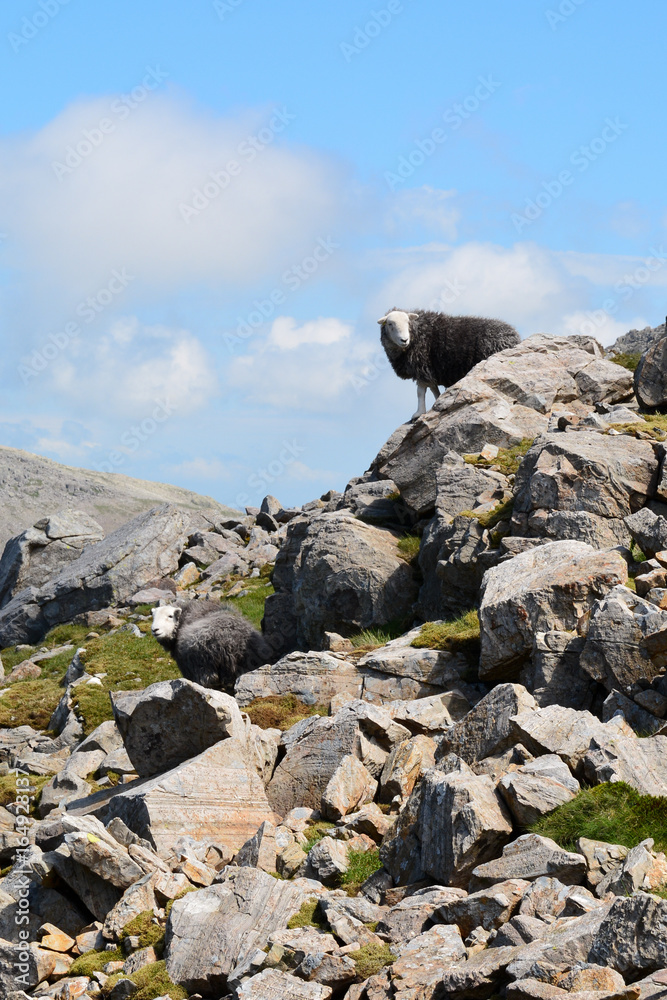 Black woolly Herdwick sheep high up near the summit of Scafell Pike in the Lake District Cumbria England Black woolly Herdwick sheep high up near the summit of Scafell Pike in the Lake District Cumbria England