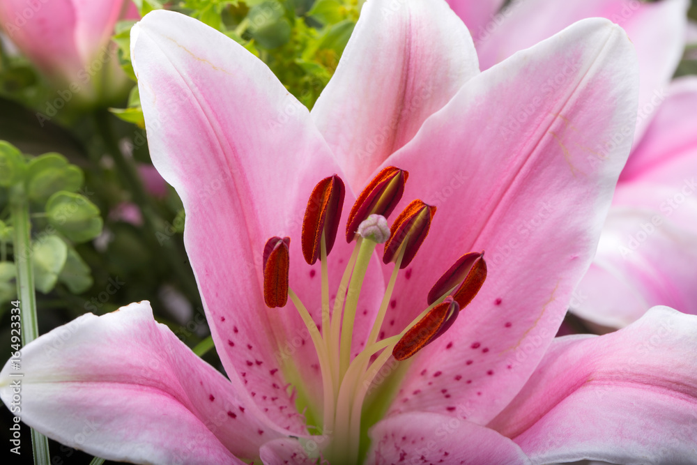 Close up of pink lily flower