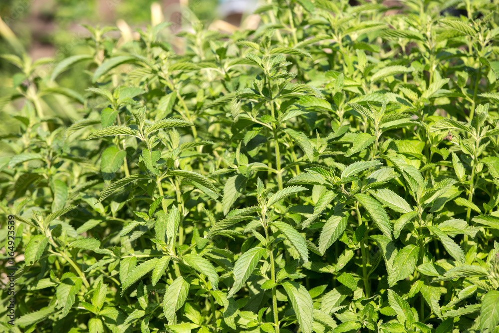 Fototapeta premium mint plant grown at vegetable garden