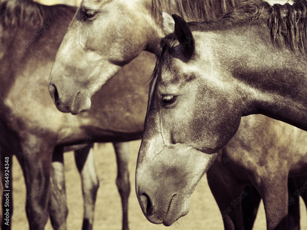 Obraz premium sleeping horse