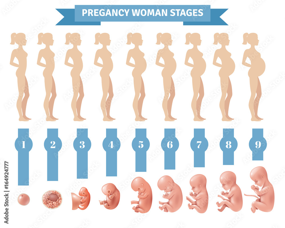 Pregnancy Woman Stages Vector Illustration 