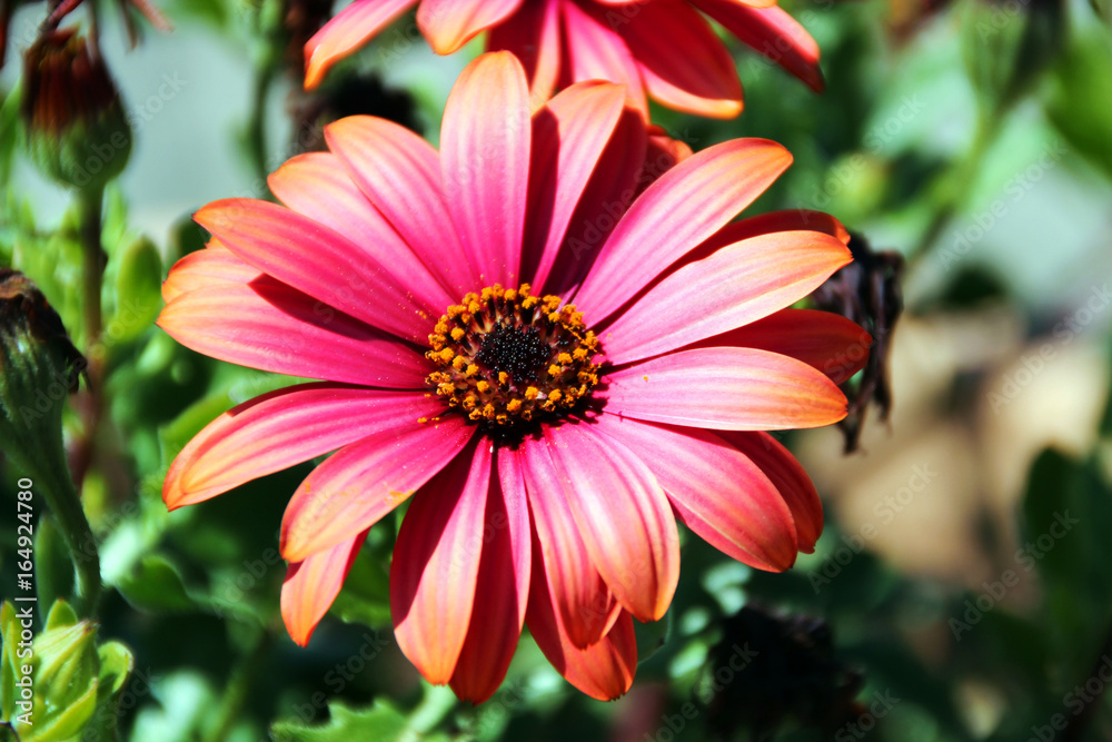 Obraz premium Beautiful flowers, summer season, France