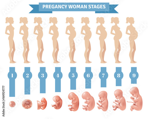 Pregnancy Woman Stages Vector Illustration 