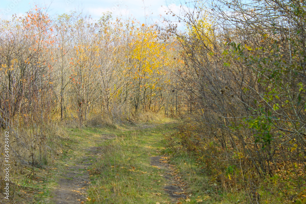 Fototapeta premium Dirty rural road in the forest on autumn