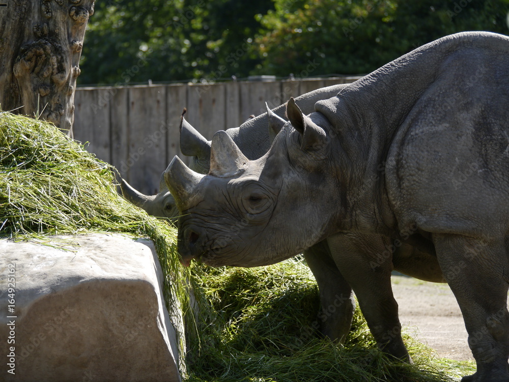 Naklejka premium Nashorn