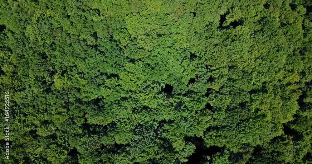 Aerial Drone Flyover Carpathian Mountains Forest Trees In Summer Aerial Drone Flyover Carpathian Mountains Forest Trees In Summer