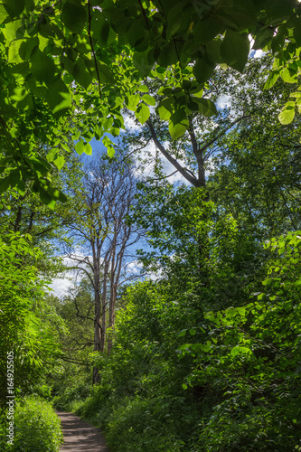 The old dead tree surrounded by green deciduous forest. Path in the woods. Vertical view.