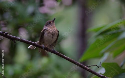 Oriental Magpie Robin Bird (Female) photo