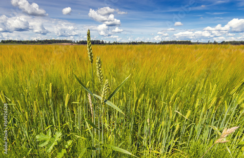 Field with ripening cereals, Europe