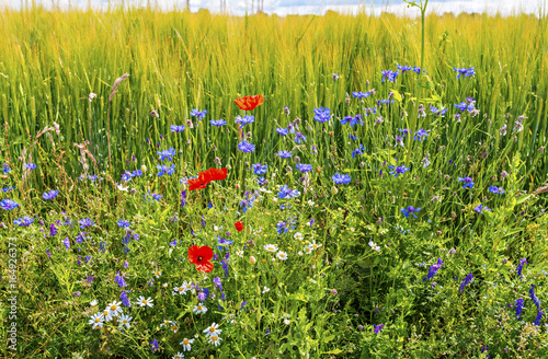 Wild flowers among field with ripening cereals, Europe