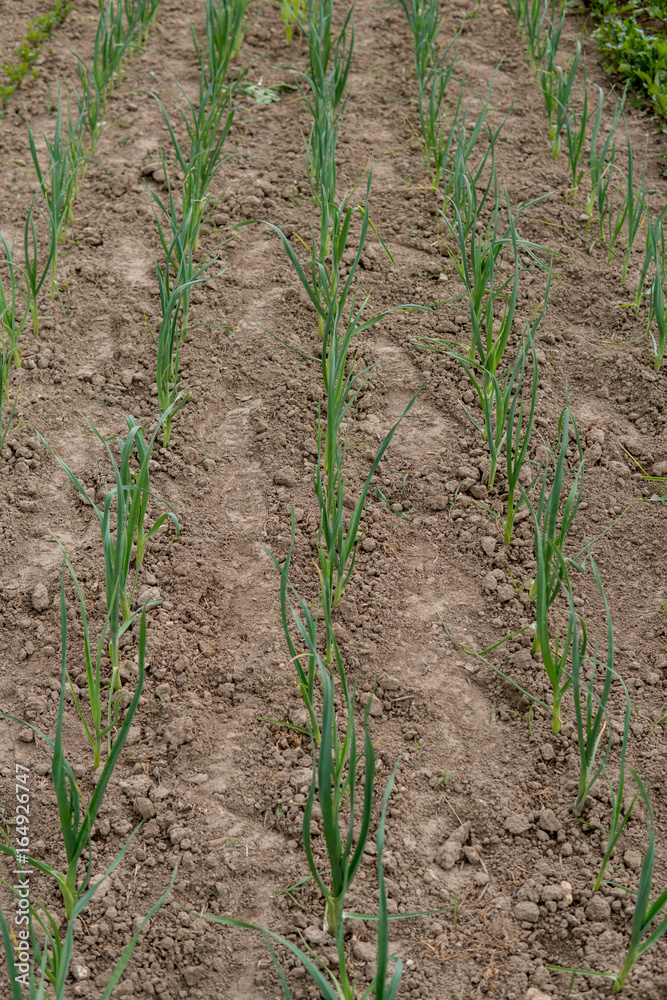 onion growing on the field