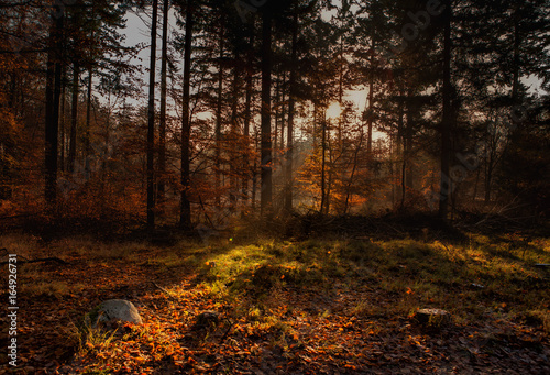 Fototapeta Naklejka Na Ścianę i Meble -  Sunset in forest