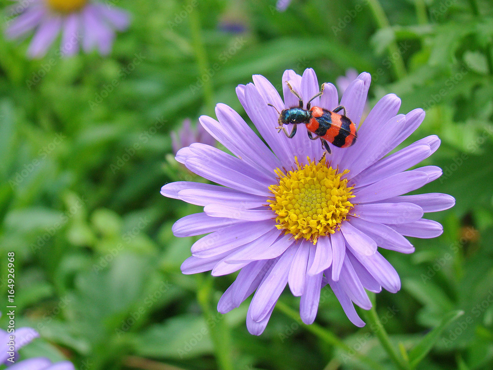 Fototapeta premium Beetle Screw on a flower close up