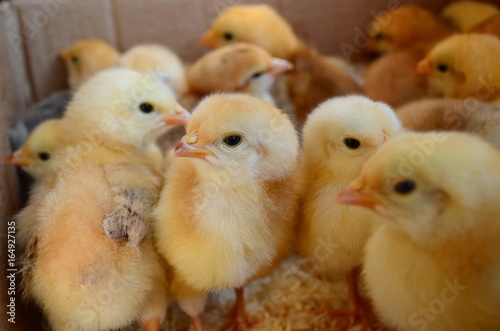 a lot of live chickens in a box