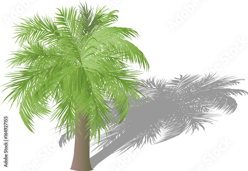 palm with lush light leaves and shadow illustration