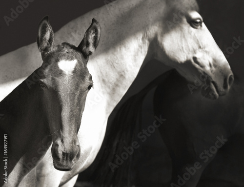 white horse with foal