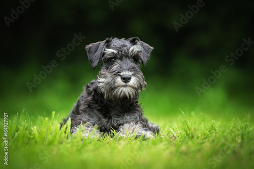 Miniature schnauzer puppy lying on the lawn photo