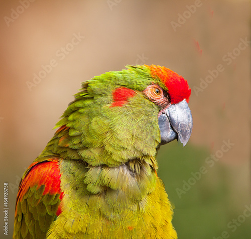 Ara de Lafresnaye, ara rubrogenys, en gros plan photo