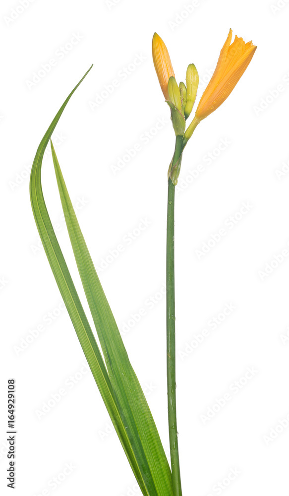 yellow isolated small lily flower with two leaves yellow isolated small lily flower with two leaves