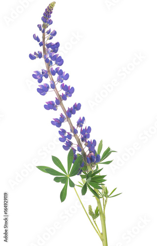 dark blue color lupine isolated on white