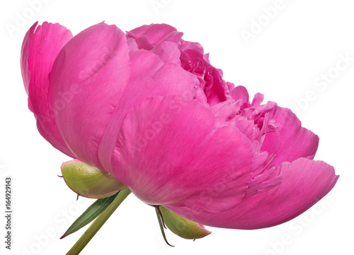 isolated dark pink peony bloom