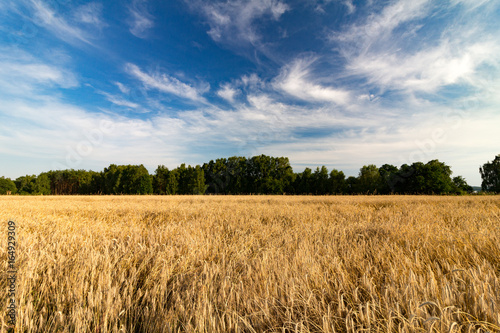 Ein Feld mit reifer Gerste unter leicht bewölktem blauen Himmel vor dunkelgrünem Waldstreifen