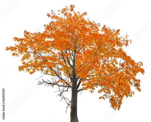 orange old autumn maple tree isoalted on white