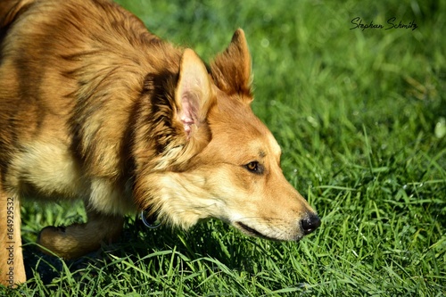 Harzer Fuchs