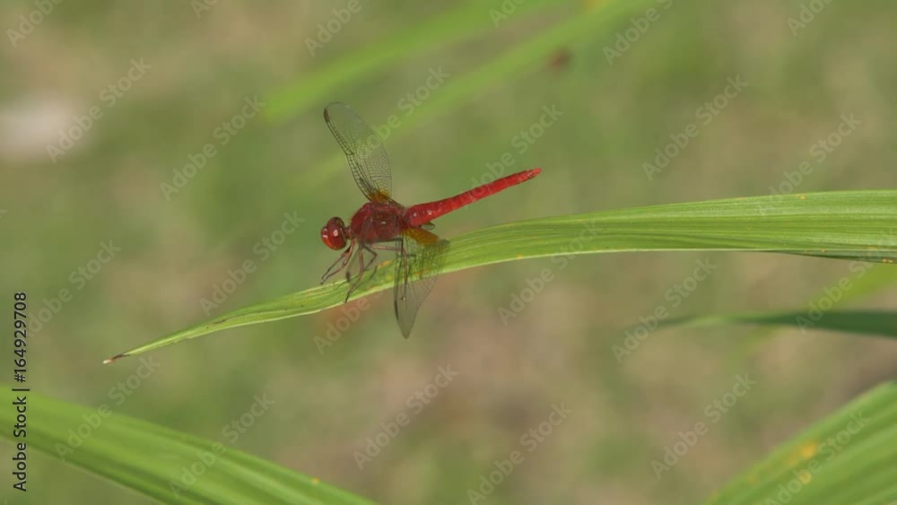 red dragonfly resting on a leaf red dragonfly resting on a leaf