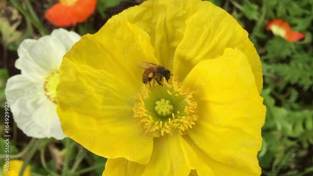 Honey Bee pollinating Anemone coronaria flower pollen