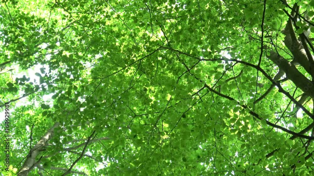 Green, fresh leaves Common Beech. European Beech (Fagus sylvatica). Beautiful beech leaves in early spring in forest.
Green, fresh leaves Common Beech. European Beech (Fagus sylvatica). Beautiful beech leaves in early spring in forest.