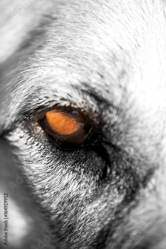 The eye of a big dog