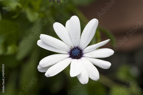 white flower closeup floral background