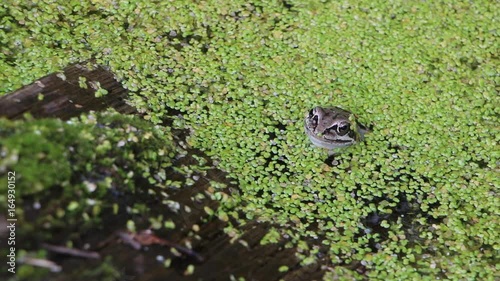 Frog sitting in the swamp among a duckweed in the summer