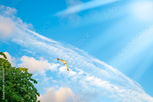 Foto Armenian Gull in Flight on Blue Sky