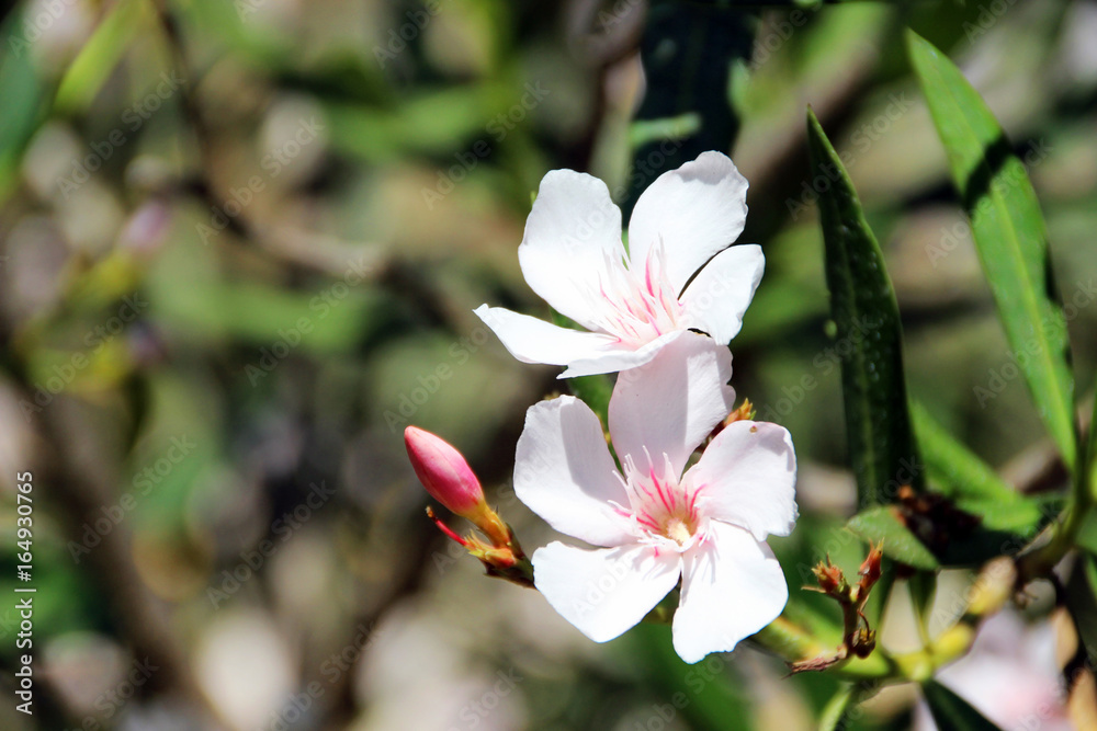 Obraz premium Beautiful flowers, summer season, France