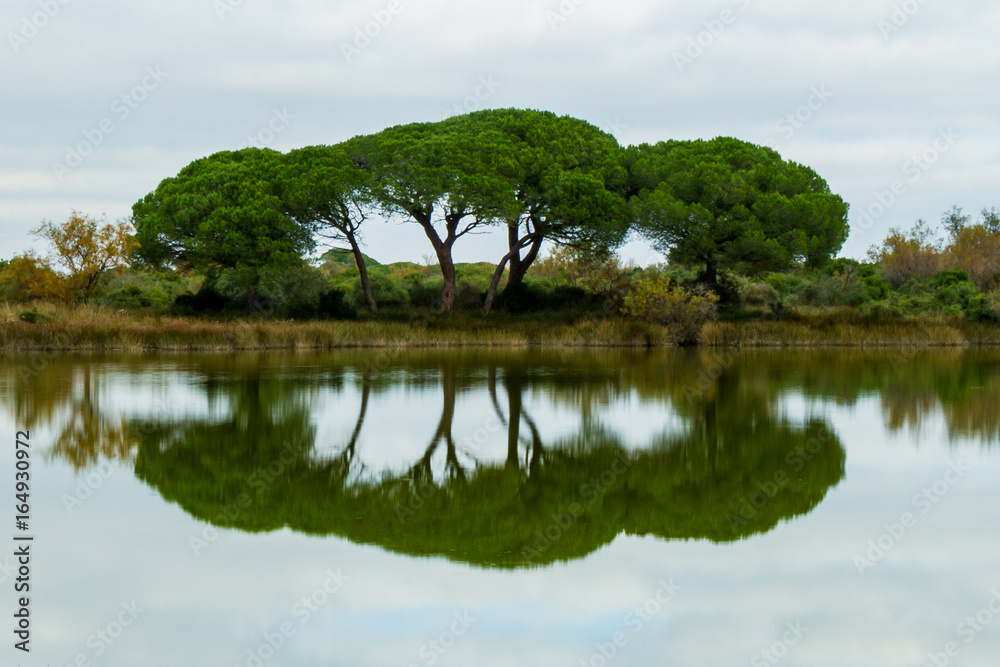Tree Three Tree Three