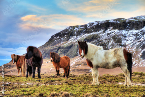 Fototapeta Naklejka Na Ścianę i Meble -  Herd of Icelandic horses in the winter landscape of Iceland