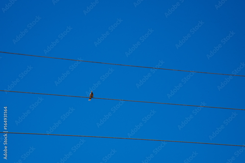 Long distant closeup view of small bird over urban cables Long distant closeup view of small bird over urban cables
