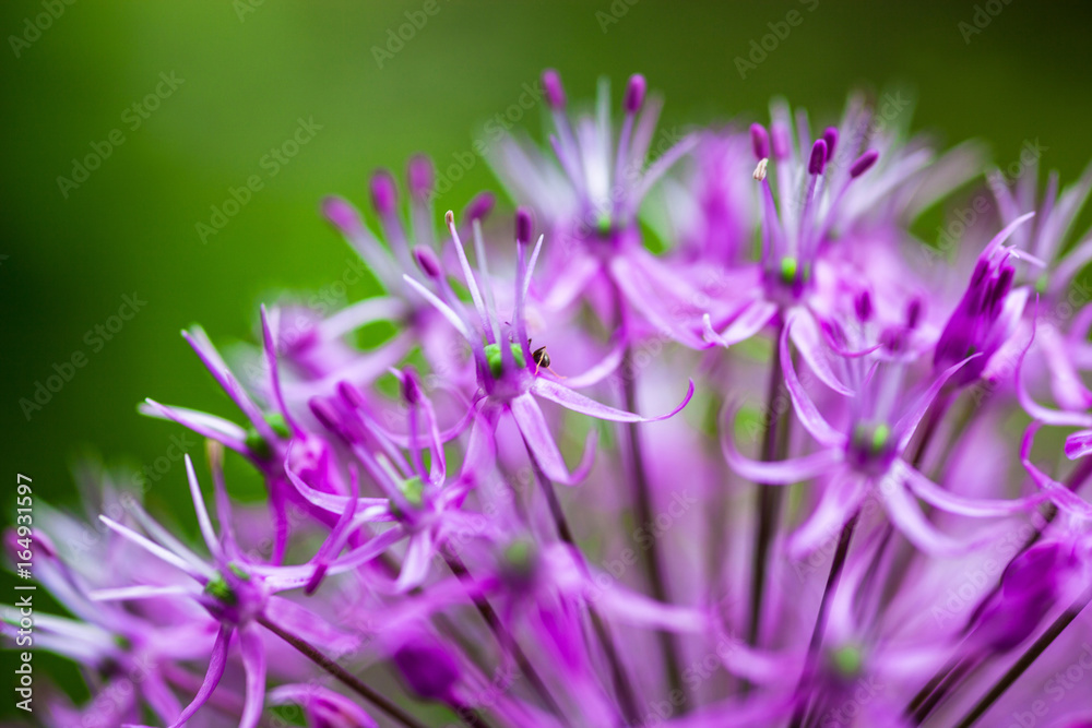 Blooming ornamental onion (Allium) Blooming ornamental onion (Allium)