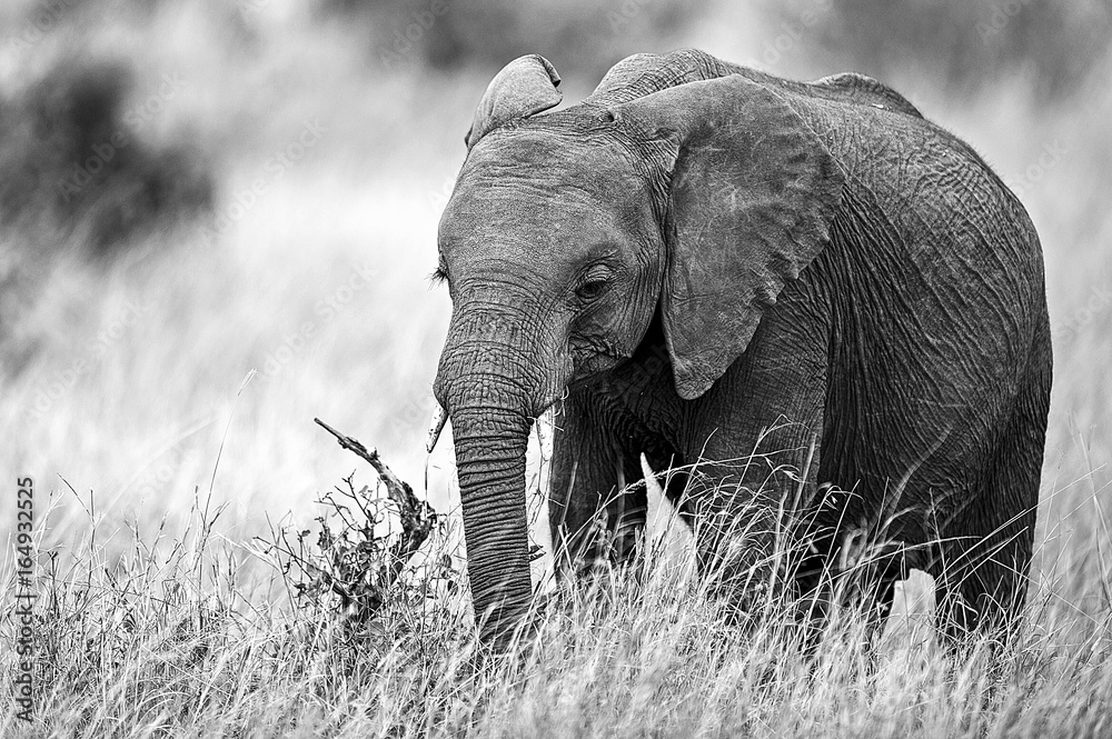 Fototapeta premium Kenya nature and wildlife photography by Michael Buch