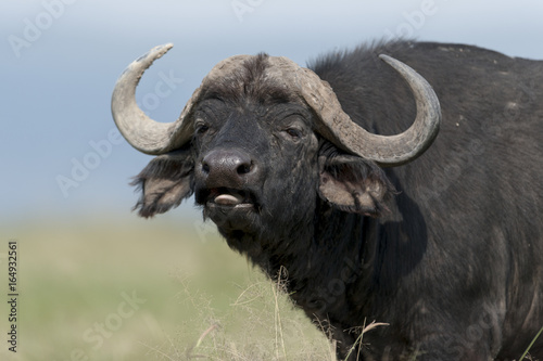 Buffalo at Lake Nakuru Kenya on 19/08/10 Photo: Michael Buch