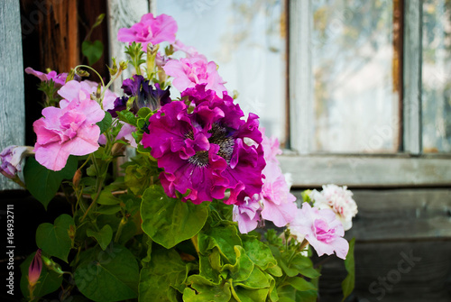 Flower container with petunias near the window